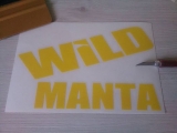Wild Manta